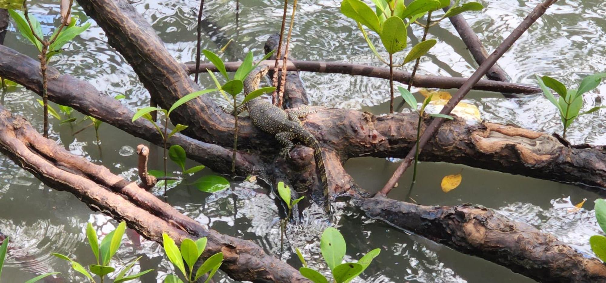 Phang Nga Bay Khanittha Homestay Ban Khiam Exteriör bild